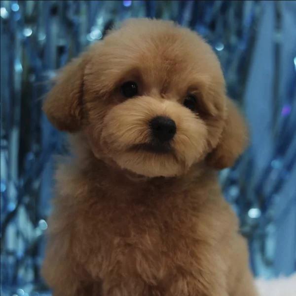 Toy Poodle